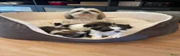 Shih Tzu dogs for sale: Shihtzu puppies for sale  - Advert 16