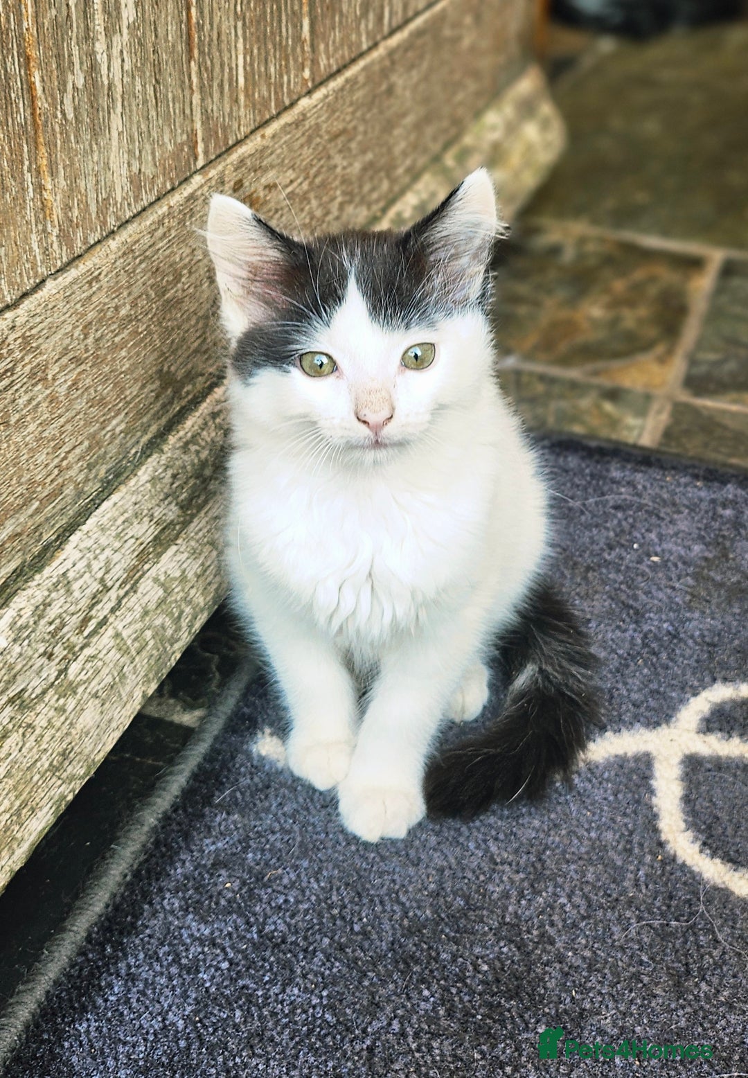 Mixed Breed cats for sale: Super cute, fun kitten - Image 5