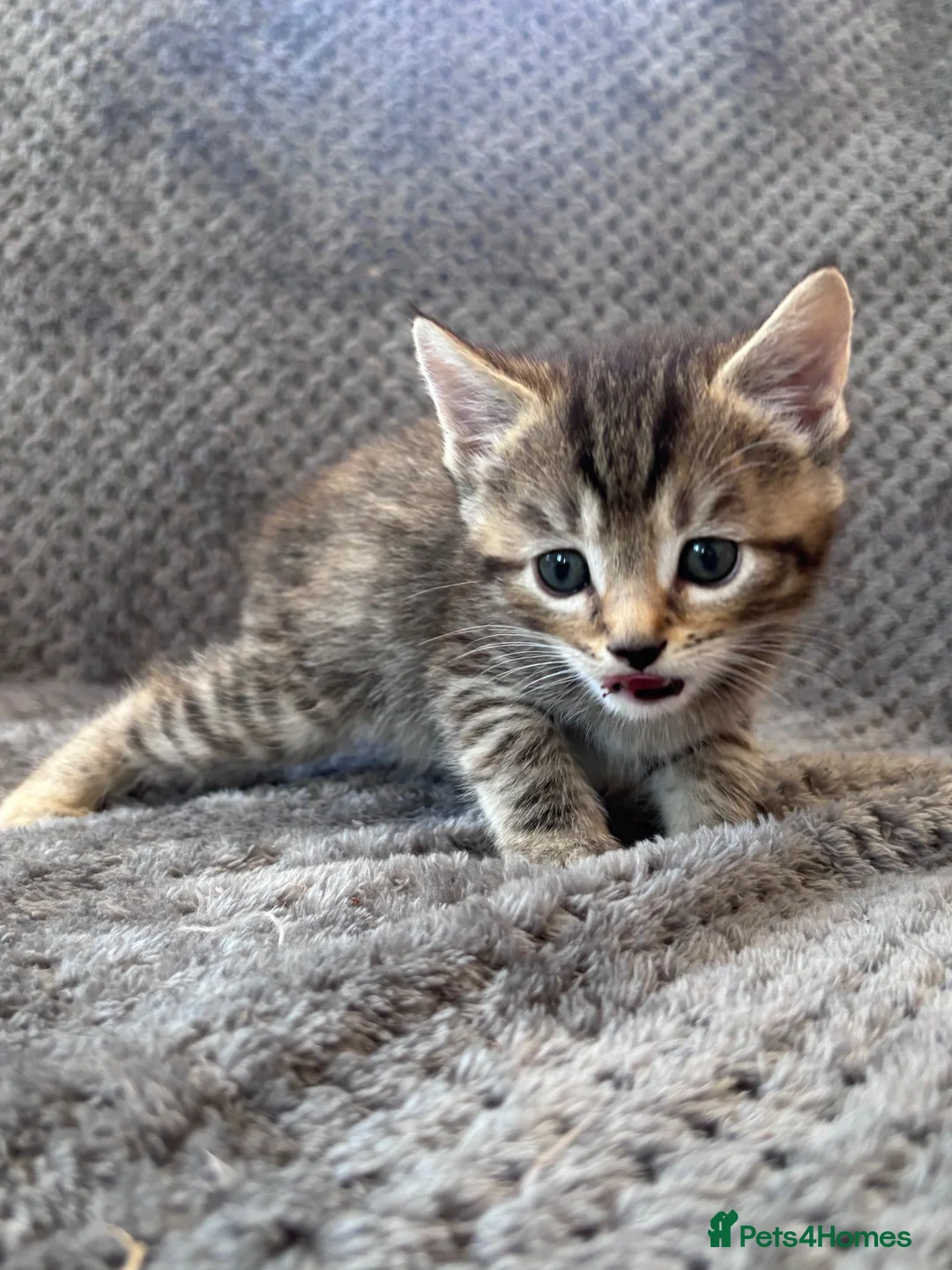 Mixed Breed cats for sale: Lovely kittens looking for homes - Advert 6