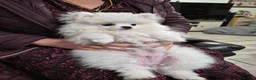 Pomeranian dogs for sale: pure white pomeranians 15 weeks old for sale - Advert 2