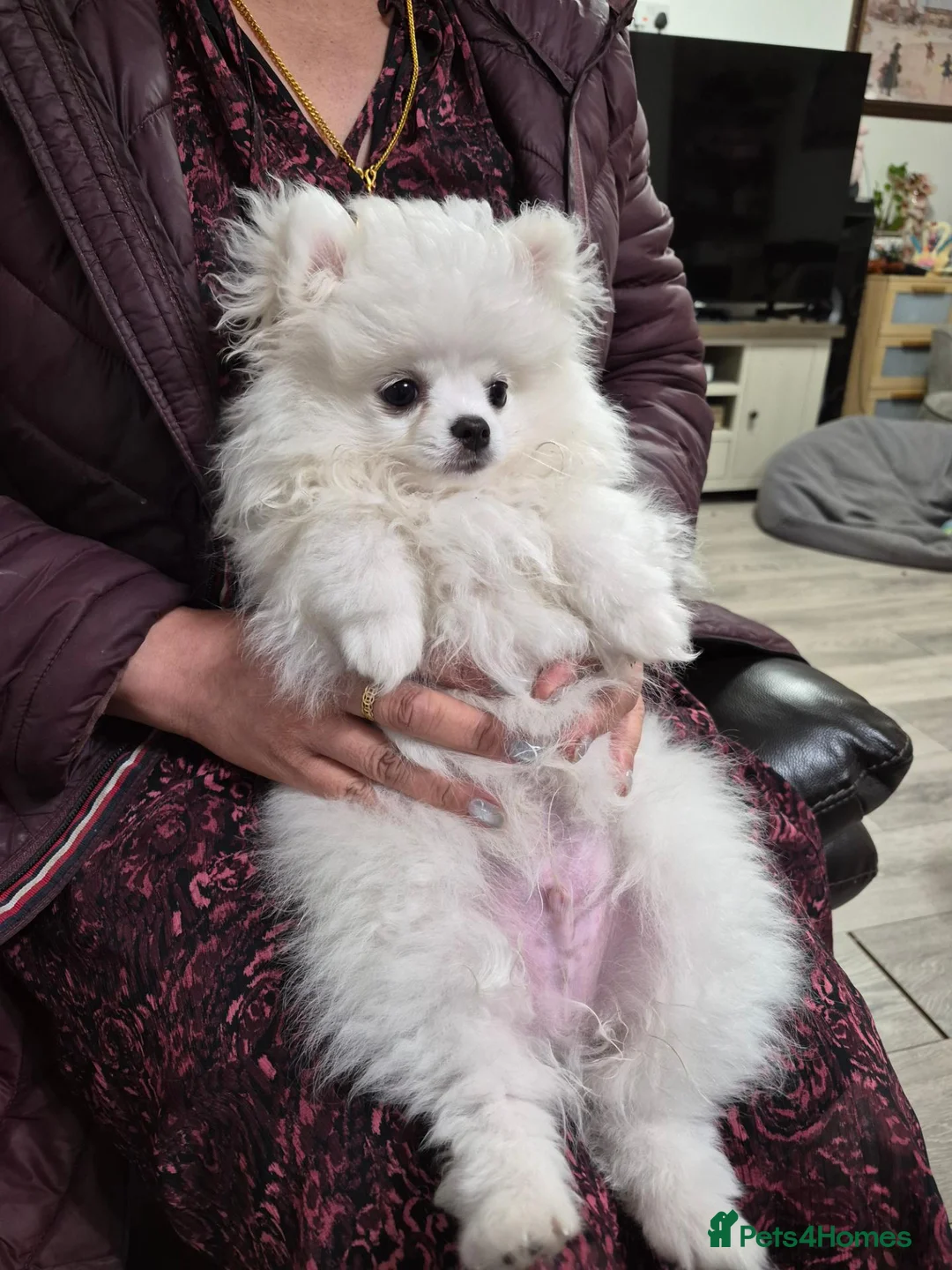 Pomeranian dogs for sale: pure white pomeranians 15 weeks old for sale - Advert 2