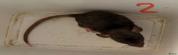 Rat rodents for sale: BABY RATS  . Beautiful tame babies  - Advert 2