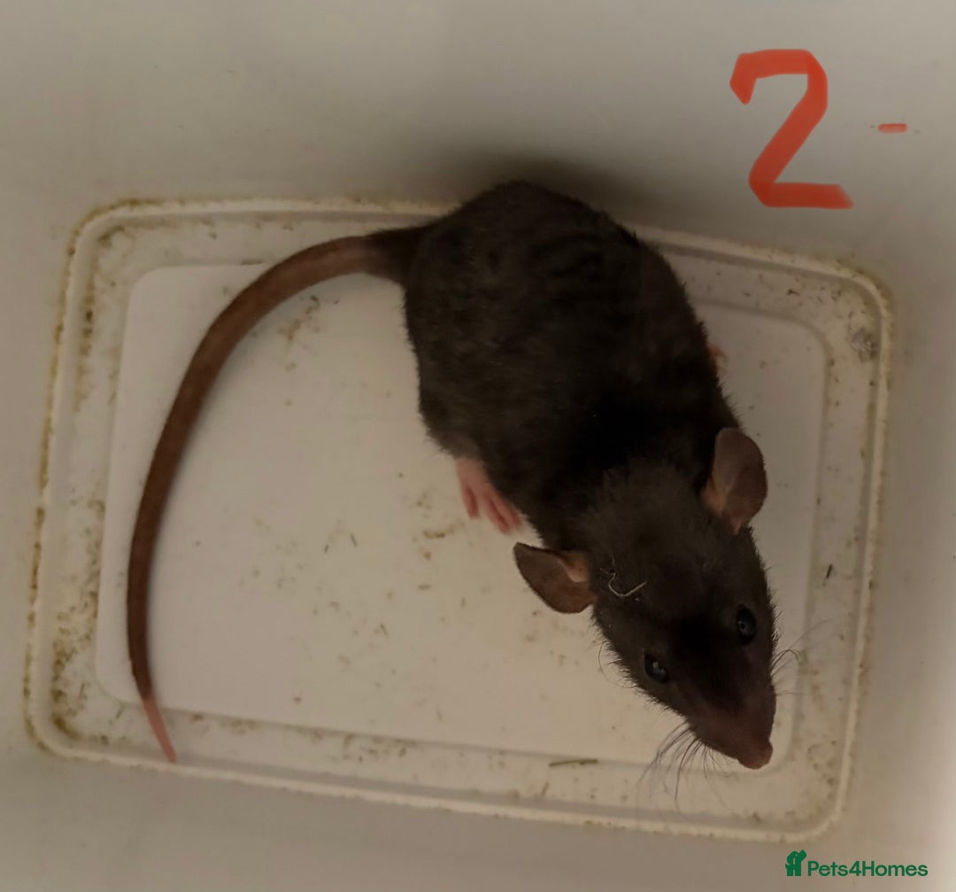 Rat rodents for sale: Mixed baby rats  - Image 2