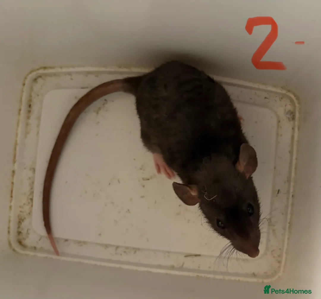 Rat rodents for sale: BABY RAT GIRLS   . Beautiful tame babies  - Advert 2