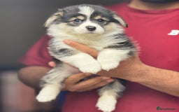Welsh Corgi Pembroke dogs for sale:  Corgi Pembroke puppies available to loving homes - Image 2
