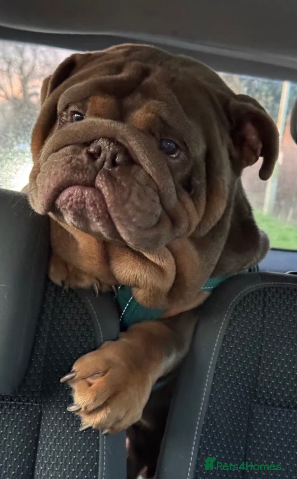 English Bulldog dogs Gorgeous KC English Bulldog Puppies - Advert 2