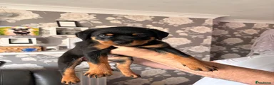 Rottweiler 1