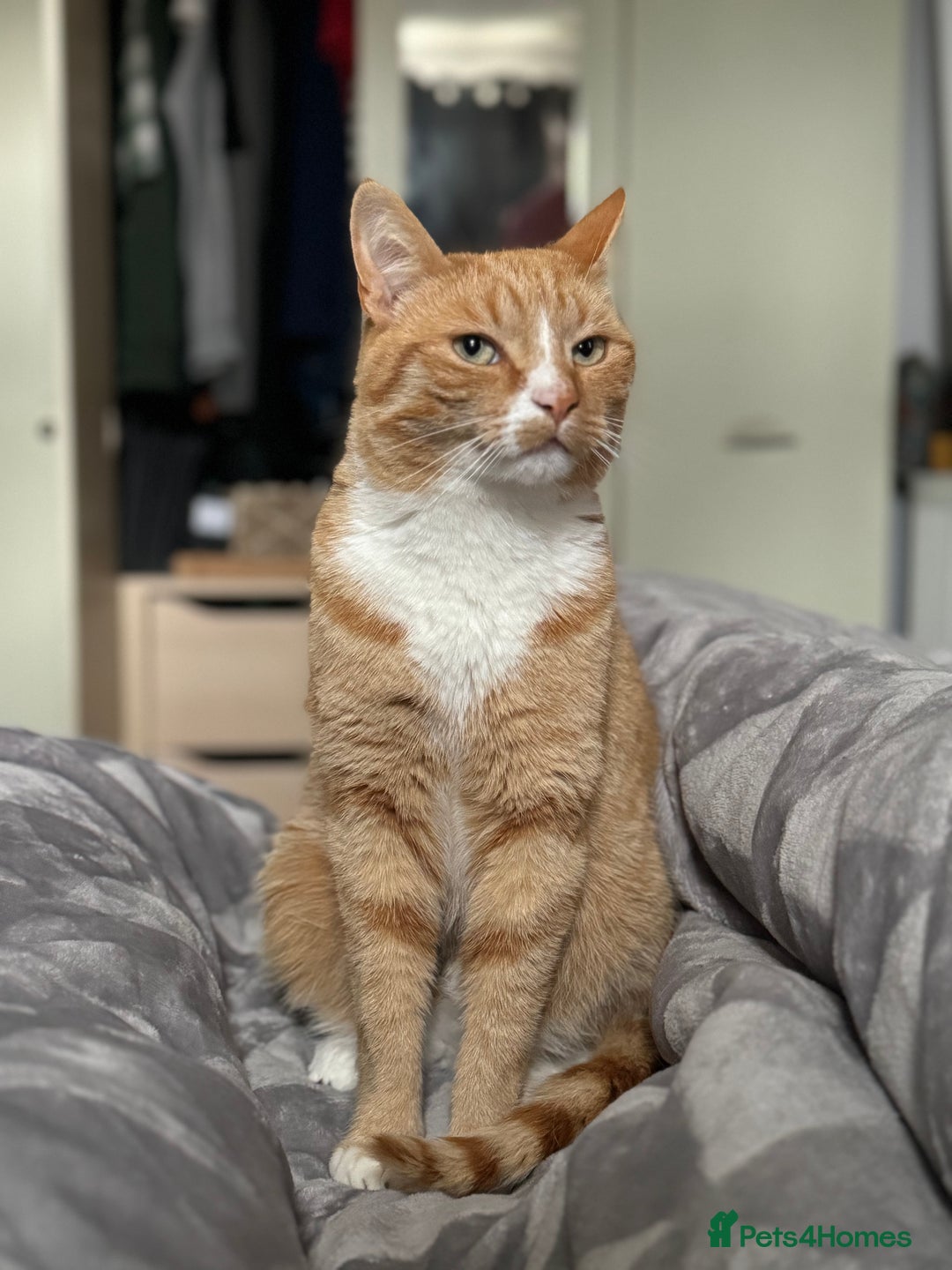 British Shorthair cats for sale: Neutered male - Advert 2