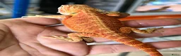 Bearded Dragon reptiles for sale: Red hypo trans Genetic Stripe Bearded Dragons - Advert 6