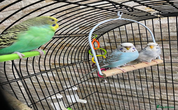 Budgerigars birds - Advert 2