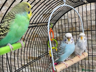 Budgerigars birds - Advert 22