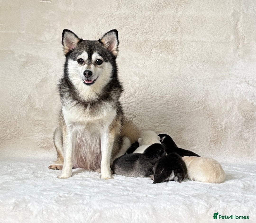 Pomsky dogs for sale: (Loki) small (f3) wolf grey male Pomsky puppy - Advert 7
