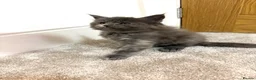 Maine Coon cats for sale: Stunning Fluffy Maine Coons - Advert 15
