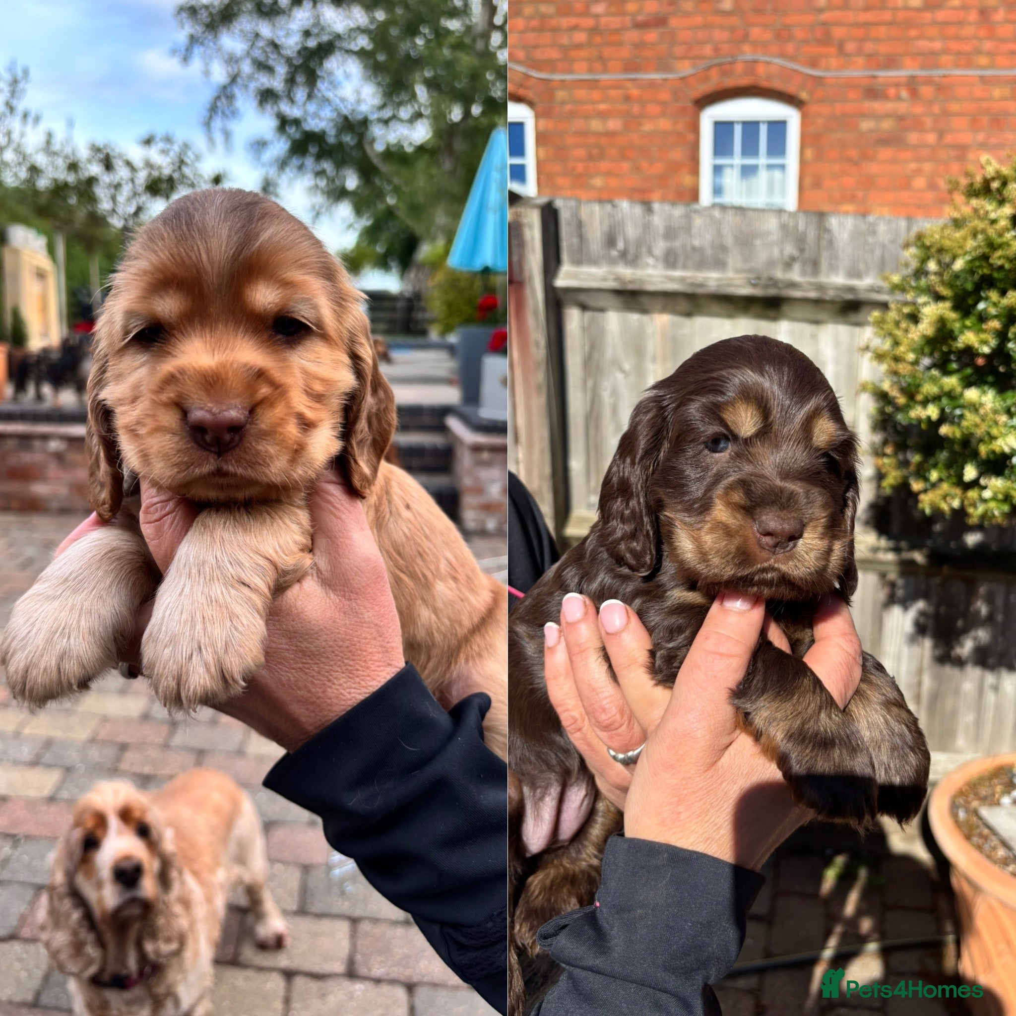 Cocker Spaniel dogs Outstanding Show cocker spaniels 4th generation - Advert 10