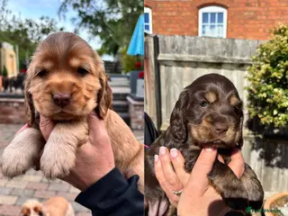 Cocker Spaniel dogs Outstanding Show cocker spaniels 4th generation - Advert 10
