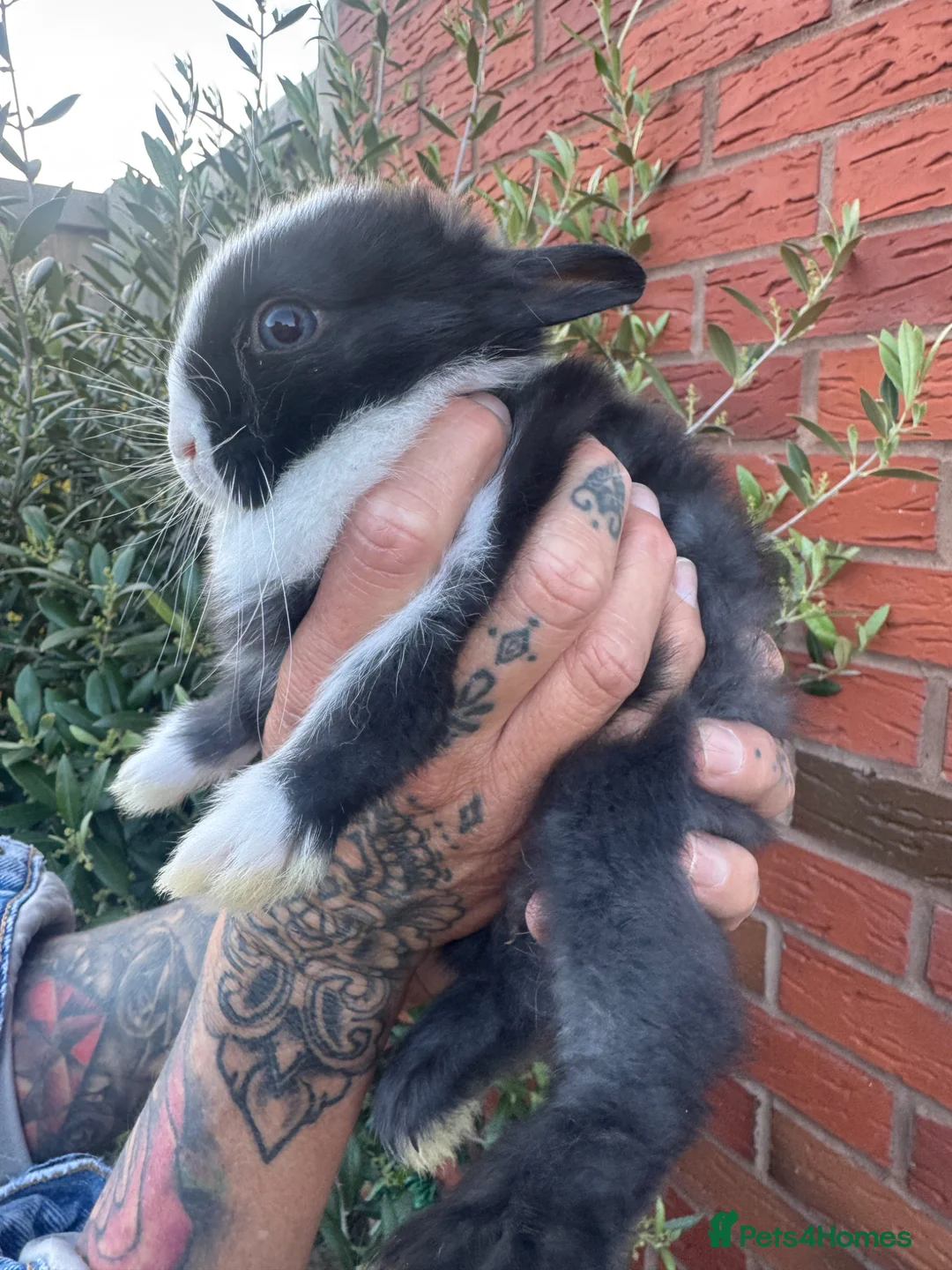 Netherland Dwarf rabbits for sale: Cute Netherland Dwarf rabbit and a eé cute  - Advert 2