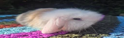 Angora rabbits for sale: 💜STUNNING TEDDYWIDDER X MINI LOP BABIES 💜 - Advert 15