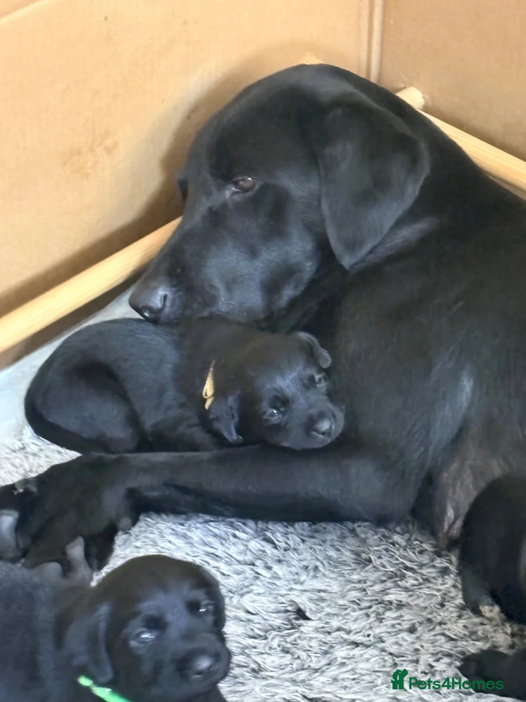 Labrador Retriever dogs for sale: KC Reg Black Labrador Puppies (£1600 Fixed Price) in Lydney - Advert 22