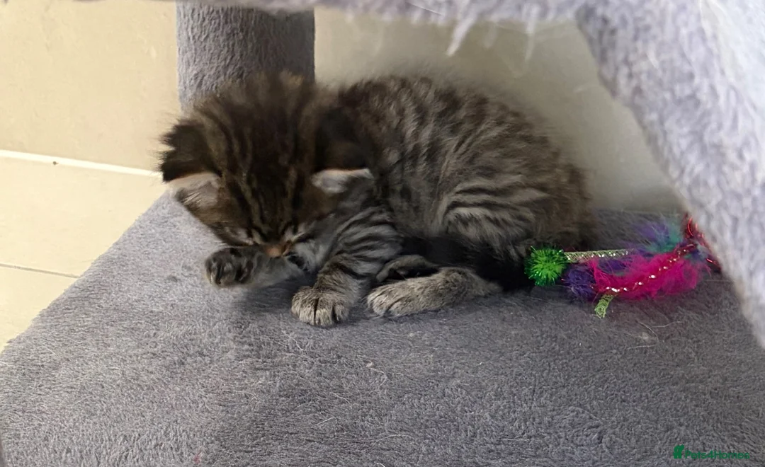 Mixed Breed cats for sale: Beautiful kittens for sale  - Advert 2