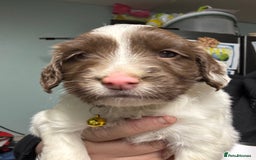 Mixed Breed dogs for sale: Spaniel puppies - Advert 3