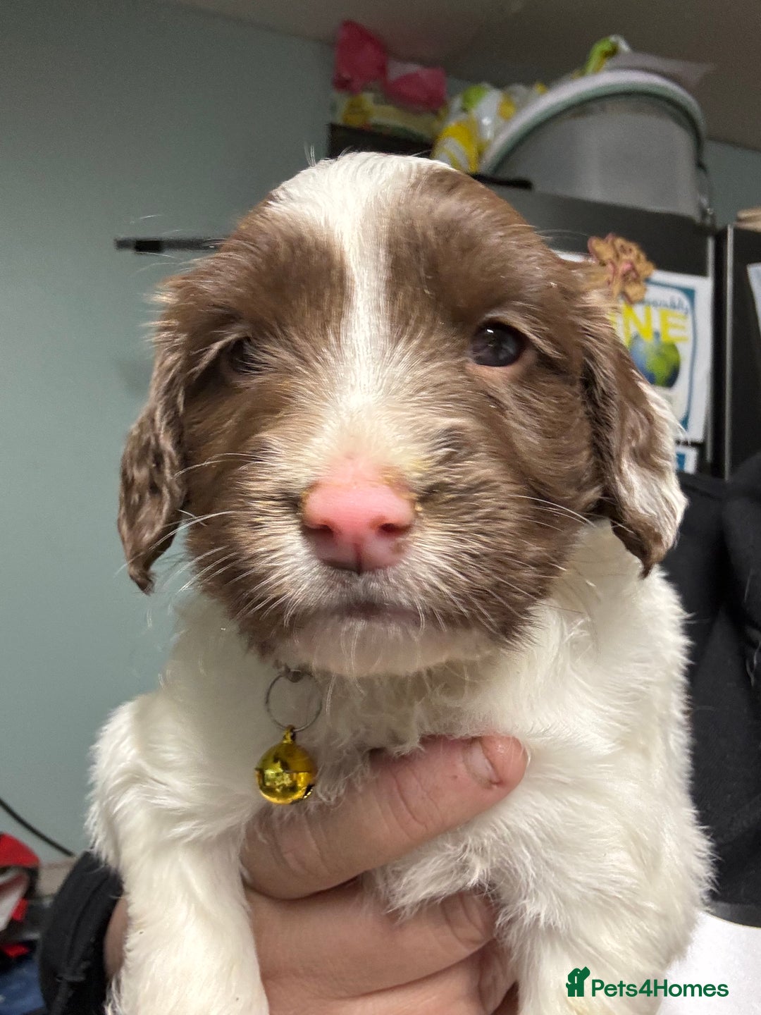 Mixed Breed dogs for sale: Spaniel puppies - Advert 3