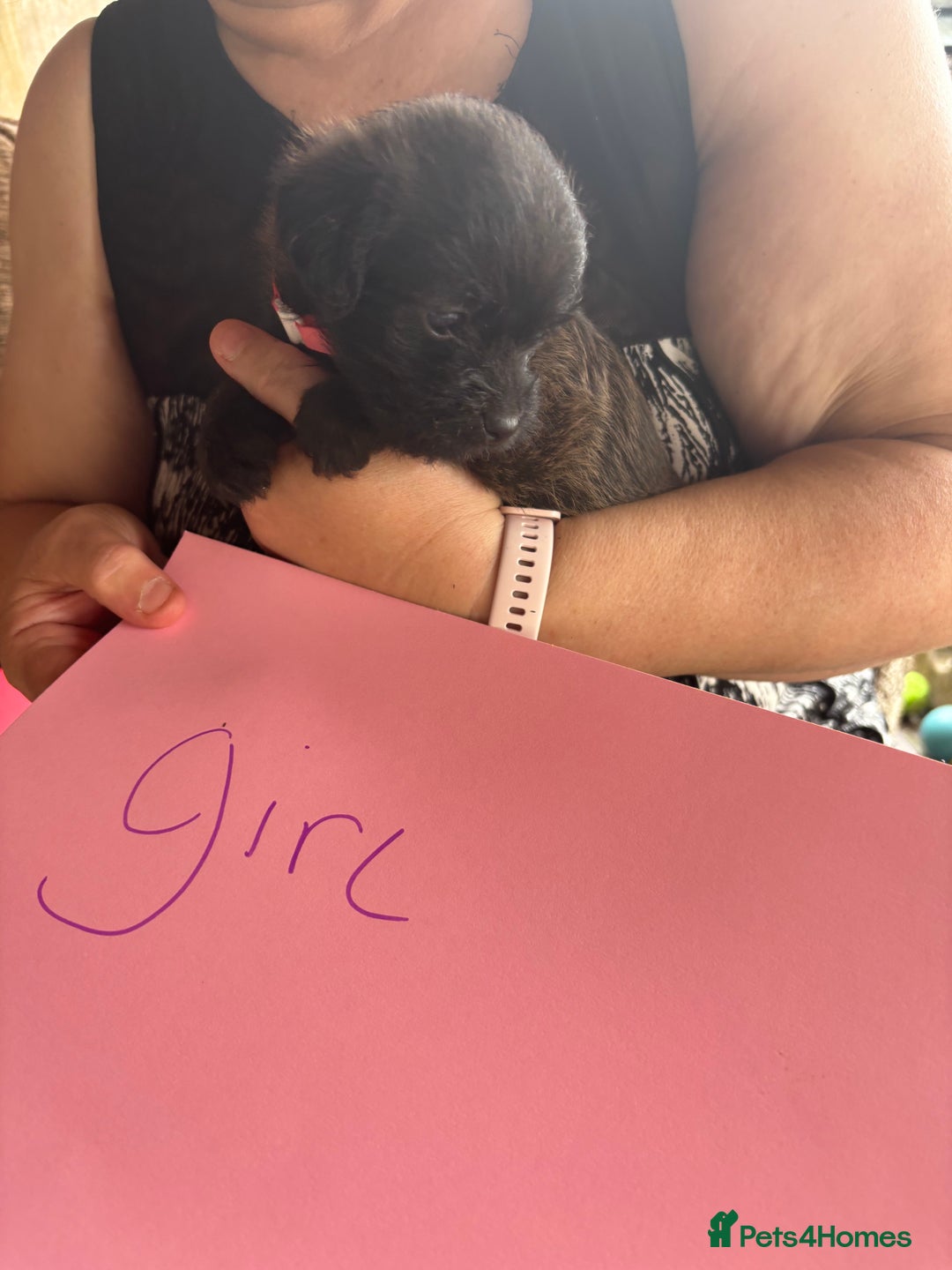 Mixed Breed dogs for sale: Norfolk terrier cross by toy poodle - Image 17