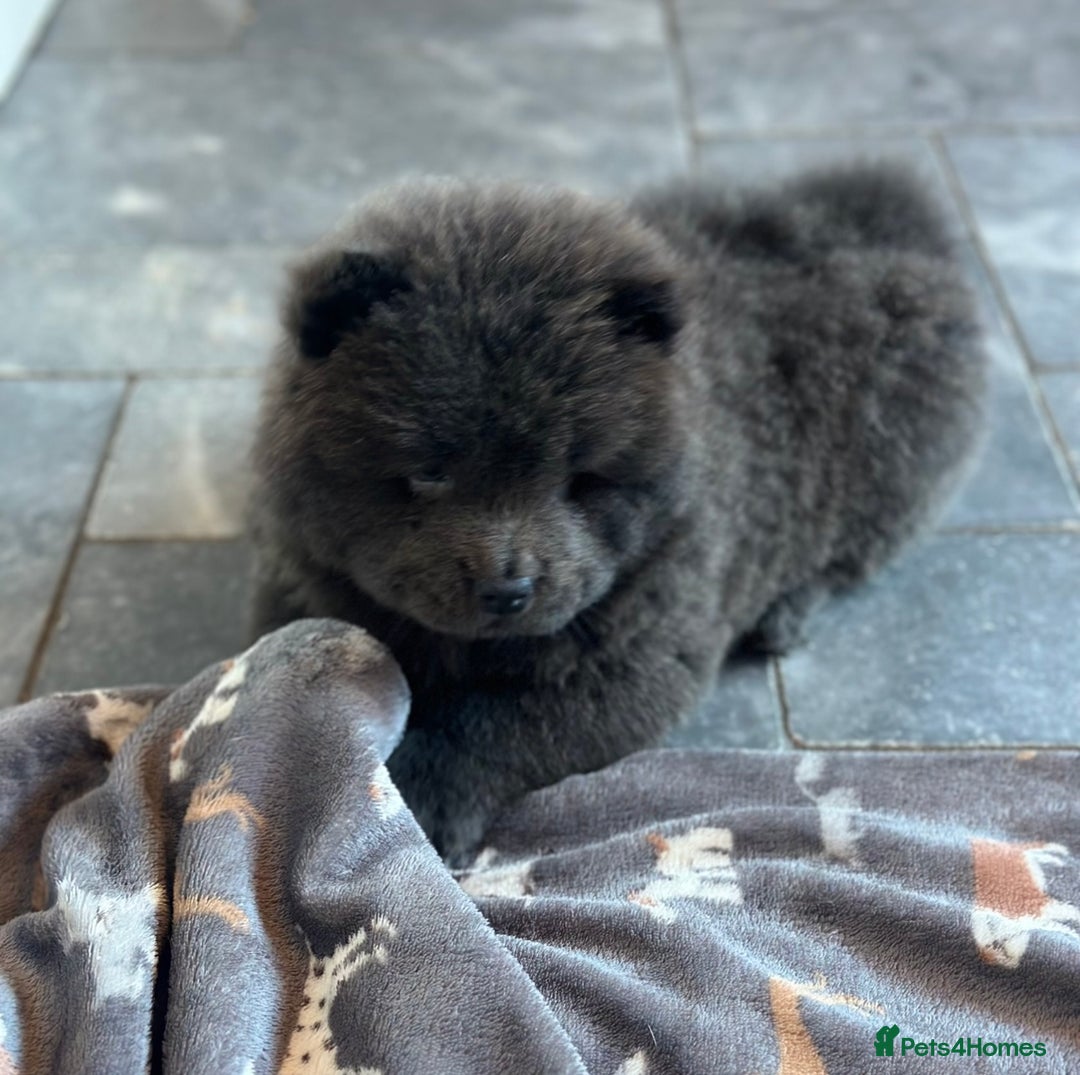 Chow Chow dogs for sale: KC reg chow chows  - Advert 1