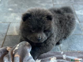 Chow Chow dogs KC reg chow chows - Advert 2