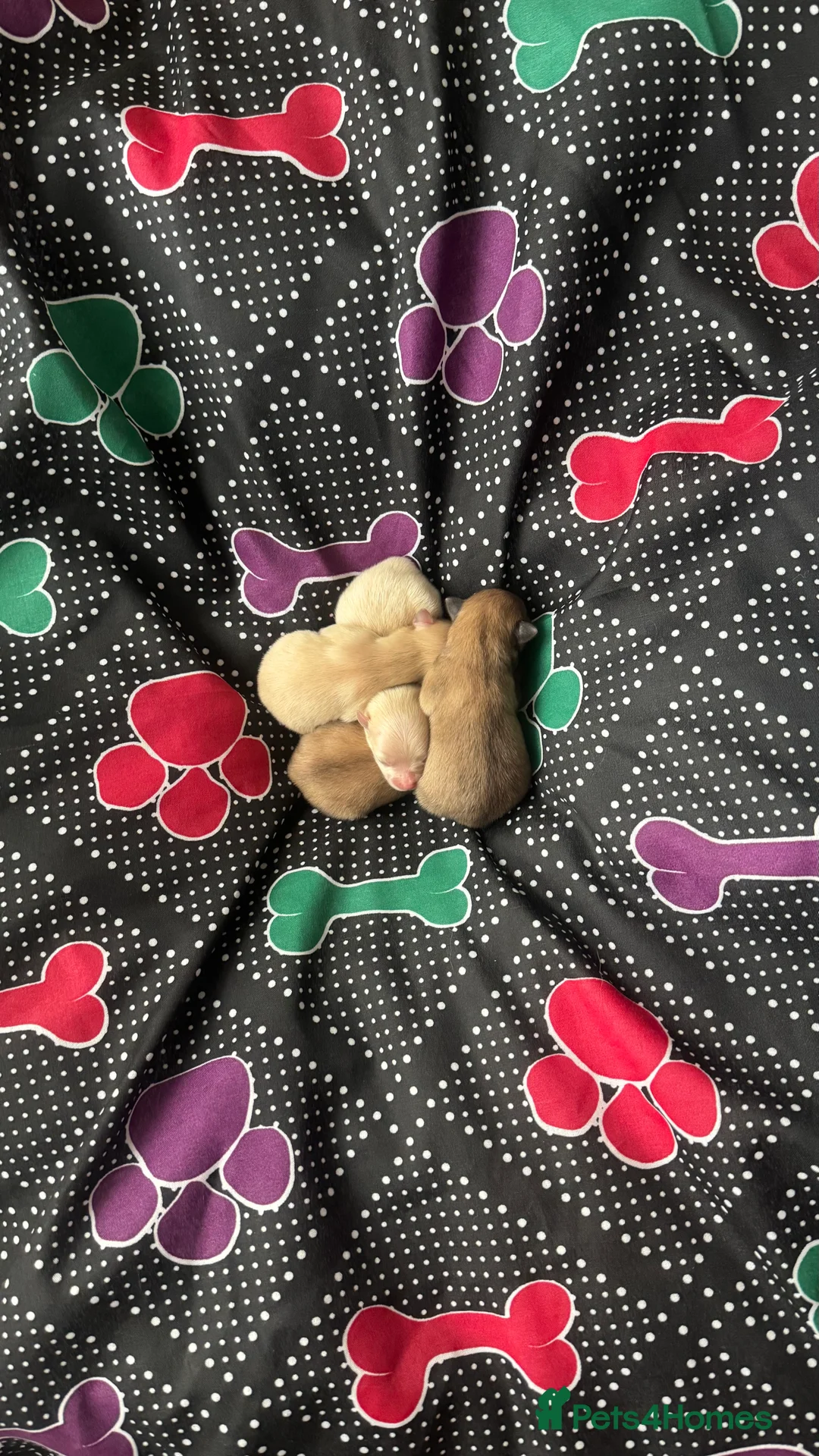 Pomeranian dogs for sale: 🐾Fluffy Little Pomeranians for sale🐾 - Advert 4