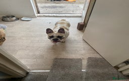 French Bulldog dogs for sale: Rehoming one year old French bulldog - Image 9