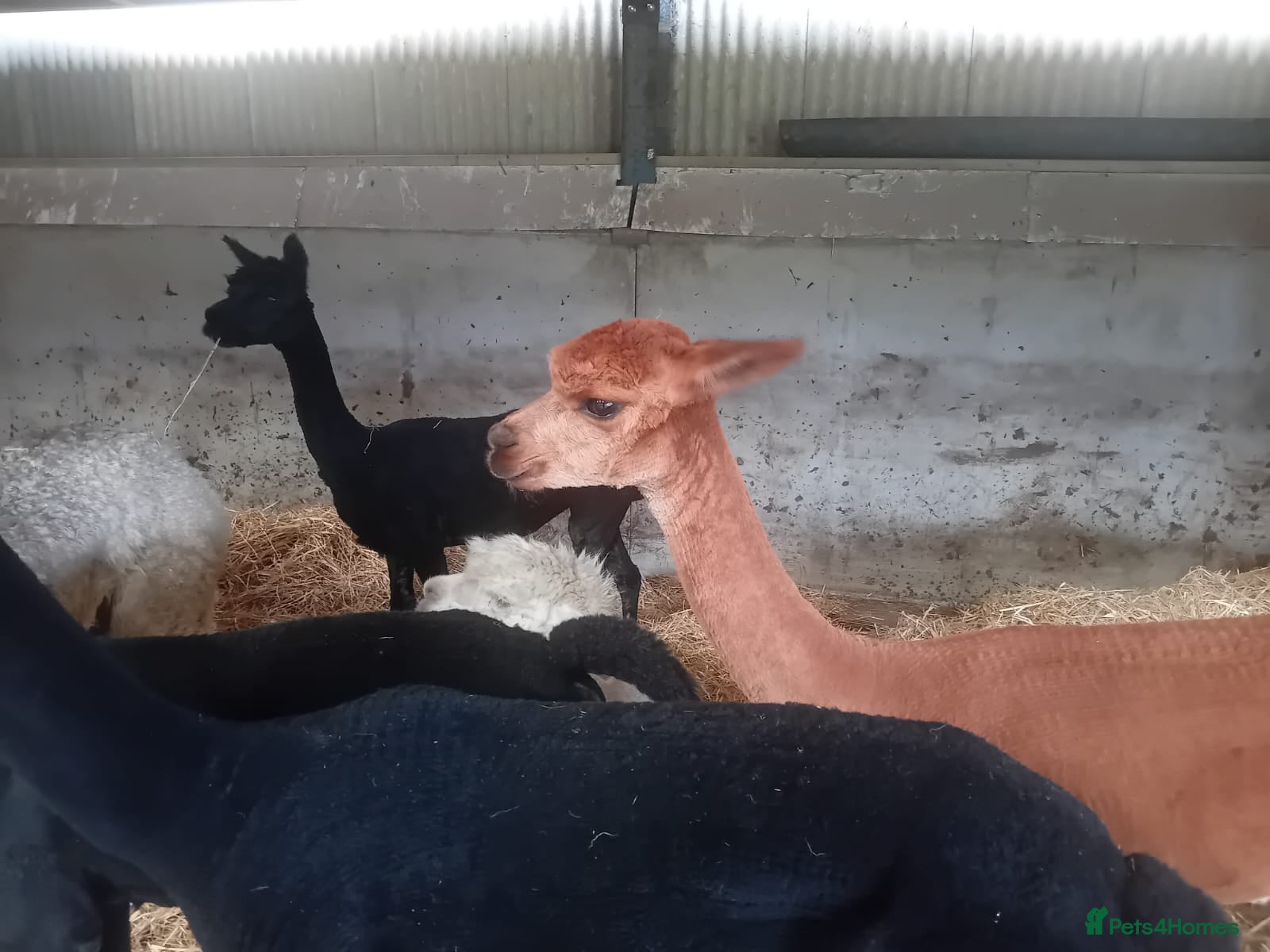Alpaca livestock Alpaca femals for sale  - Advert 4