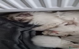 Ragdoll cats for sale: 2 flame point 1 chocolate point ragdolls  - Image 10