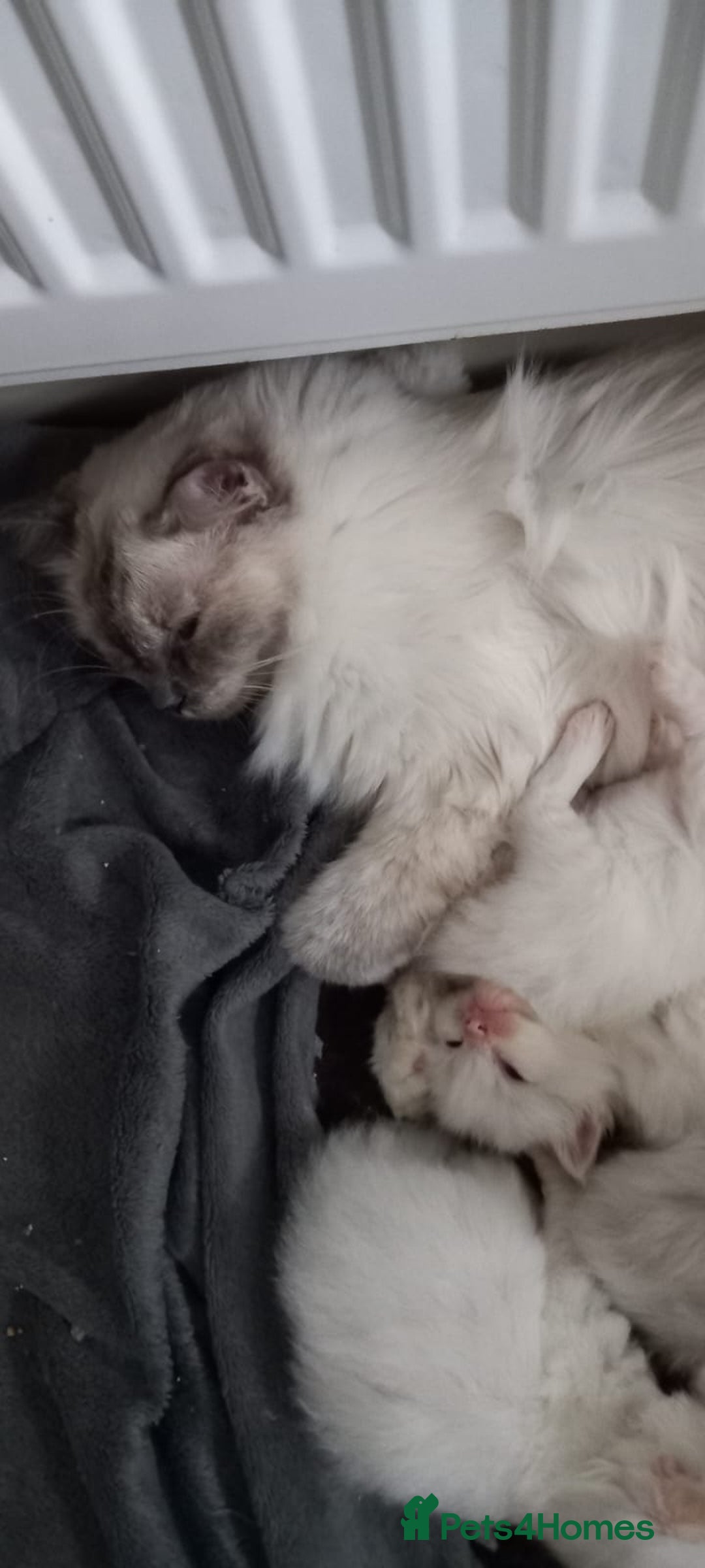 Ragdoll cats for sale: 2 flame point 1 chocolate point ragdolls  - Image 10