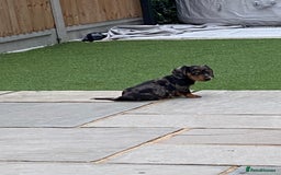 Miniature Dachshund dogs for sale: Stunning miniature Daschund litter kc reg  - Image 21