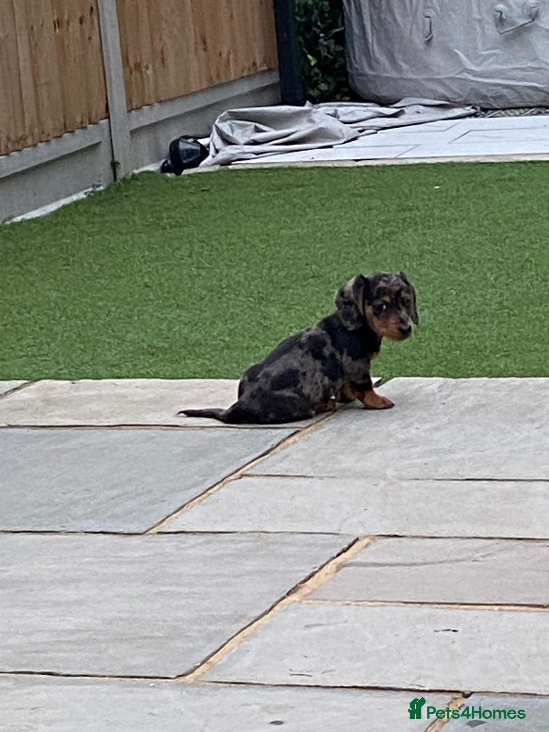 Miniature Dachshund dogs for sale: Stunning miniature Daschund litter kc reg  - Image 21