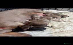 Dachshund dogs for sale: Dachshund puppies - Image 15