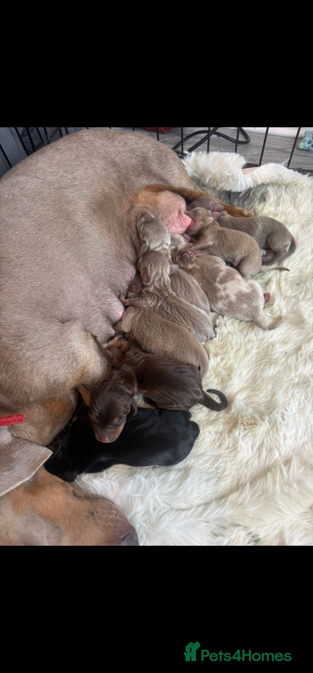 Dachshund dogs for sale: Dachshund puppies - Image 15