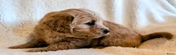 Labradoodle dogs for sale: Labradoodle Puppies ready May 2nd - Advert 6