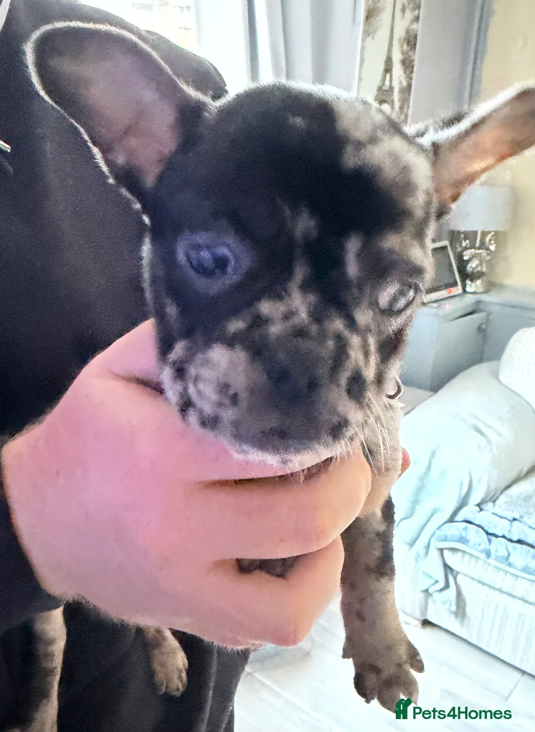 Mixed Breed dogs for sale: Mrs Wakefield  - Advert 2