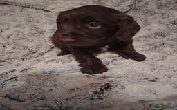 Cocker Spaniel dogs for sale: Chunky chocolate cooker spaniel puppies - Advert 11