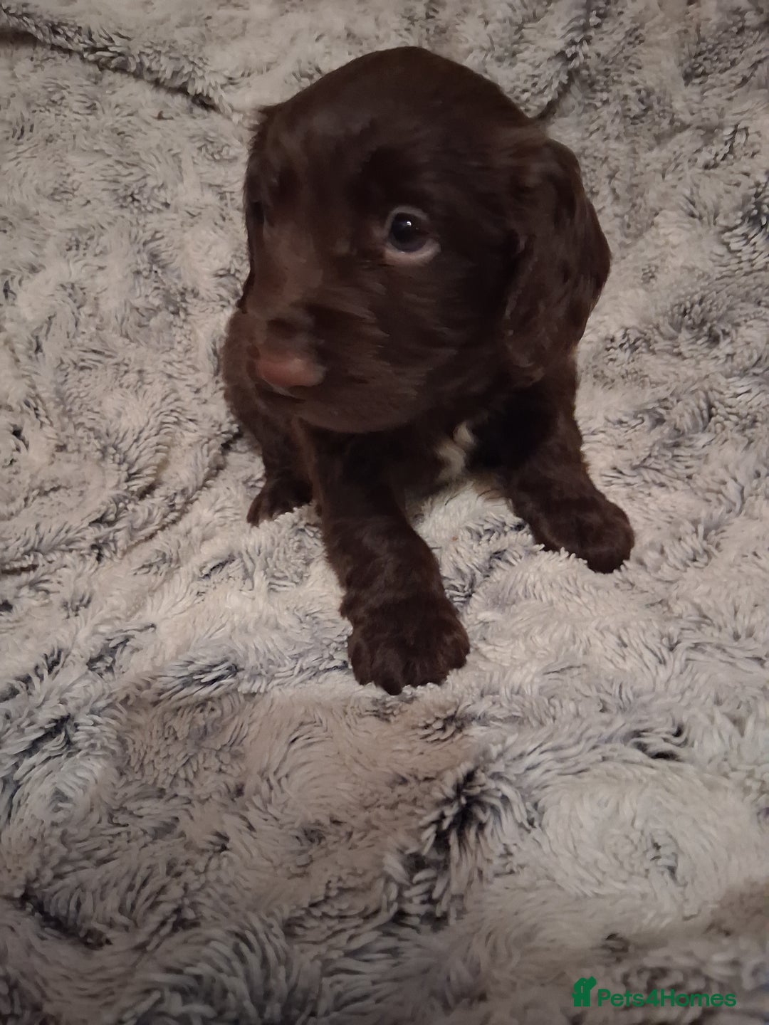 Cocker Spaniel dogs for sale: Chunky chocolate cooker spaniel puppies - Advert 11