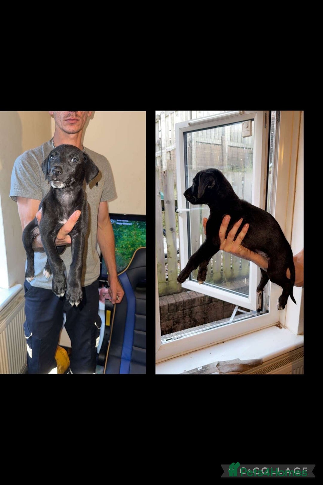 Lurcher dogs for sale: Lurcher (collie bull greyhound) pups - Image 5