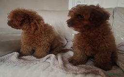 Cavapoo dogs for sale: 💙fox red cavapoo puppies💙 - Image 2