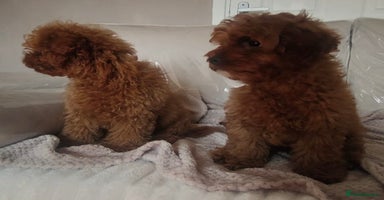 Cavapoo dogs - Advert 7