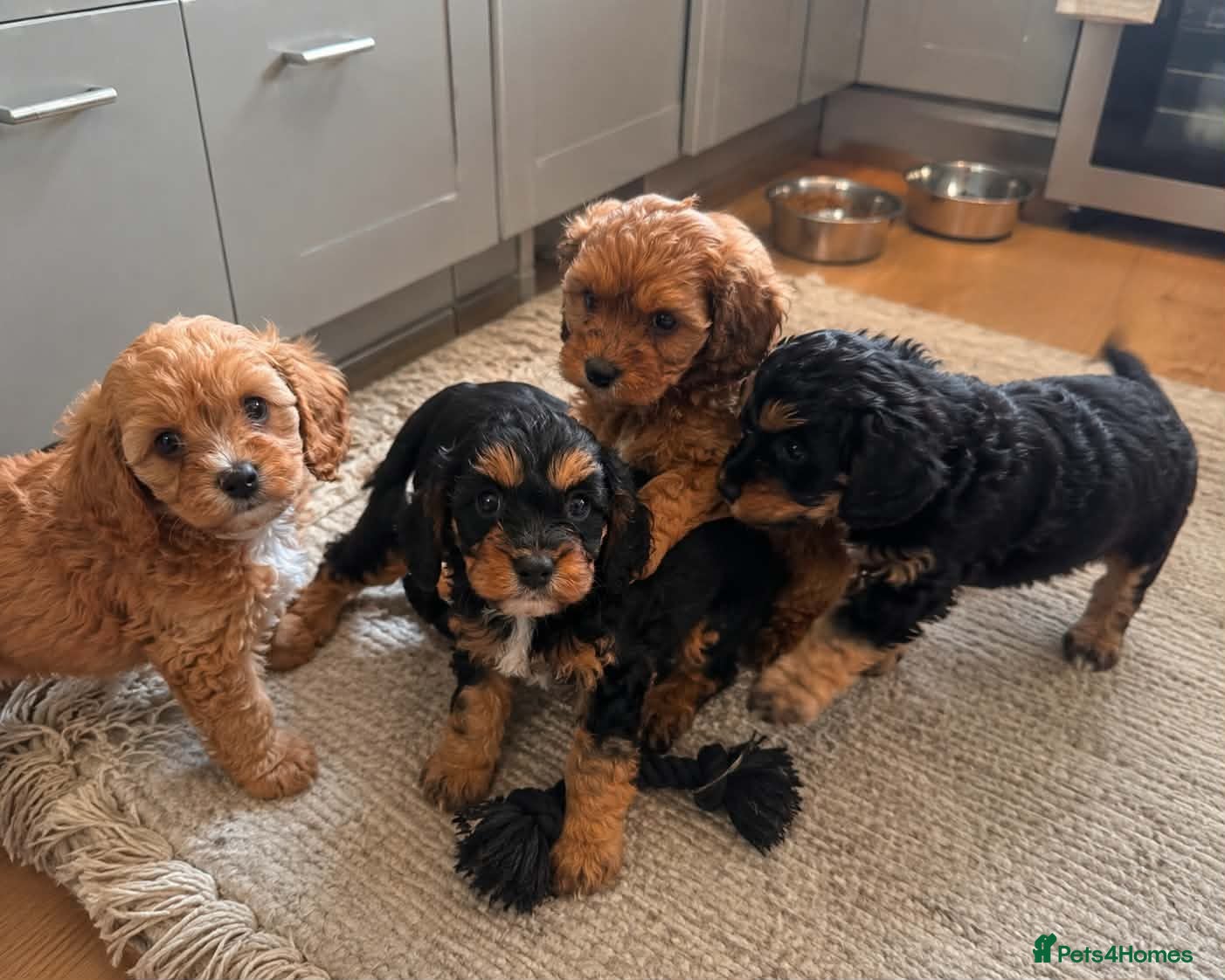 Cavapoo dogs F1 CAVAPOO PUPPIES - Advert 11
