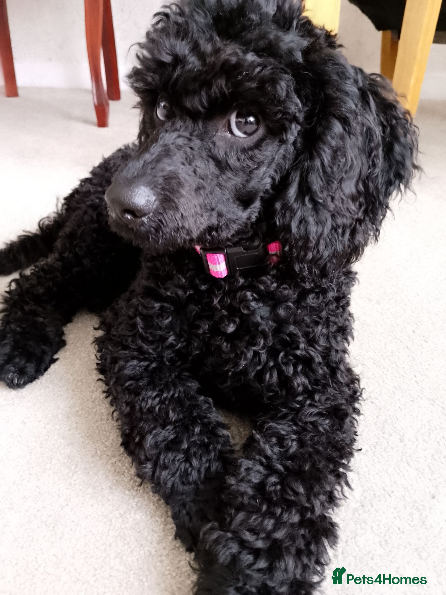 Miniature Poodle dogs Quality KC Registered Miniature Poodle Female - Advert 10