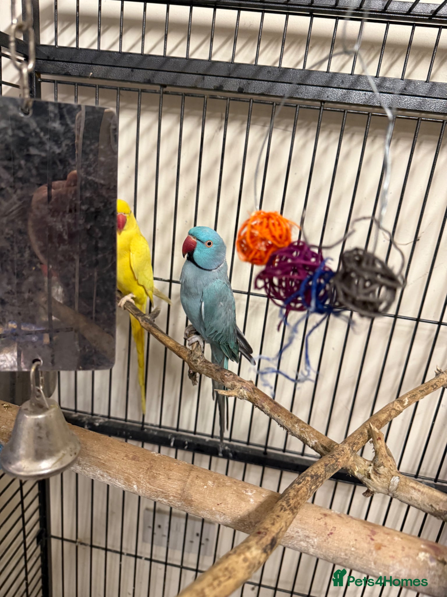 Ringnecks birds  for sale pair£400 No cage only birds for sale - Advert 1