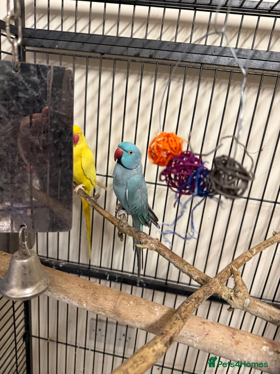 Ringnecks birds for sale:  for sale pair£400 No cage only birds for sale - Advert 1