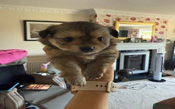 Pomeranian dogs for sale:  Adorable Pomeranian puppies  - Image 12