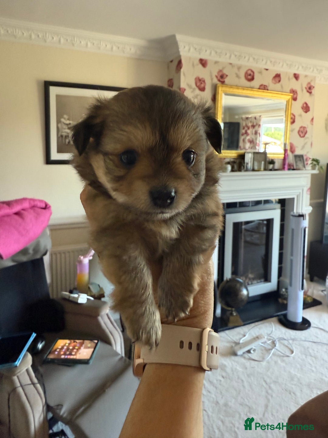 Pomeranian dogs for sale:  Adorable Pomeranian puppies  - Image 12